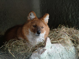 Смотреть фото Красный волк Фото Красный волк