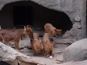 Фото Красный волк