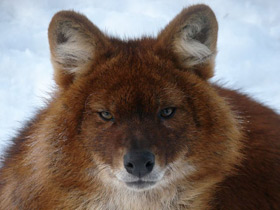 Смотреть фото Красный волк Фото Красный волк