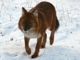 Смотреть фото Красный волк Фото Красный волк