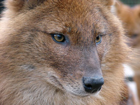 Фото Красный волк