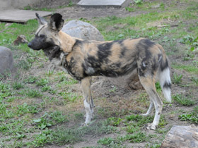 Фото Гиеновая собака