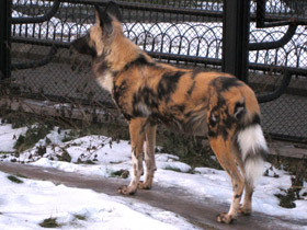 Фото Гиеновая собака