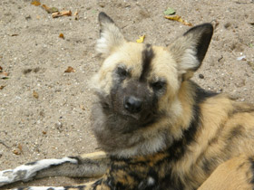 Фото Гиеновая собака