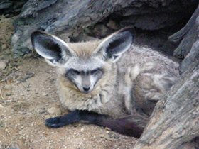 Фото Большеухая лисица