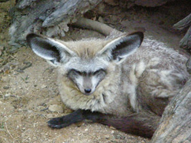 Фото Большеухая лисица