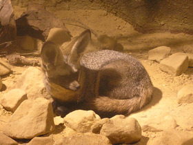 Фото Большеухая лисица