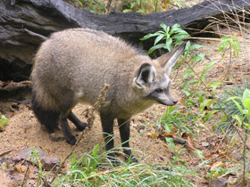 Фото Большеухая лисица