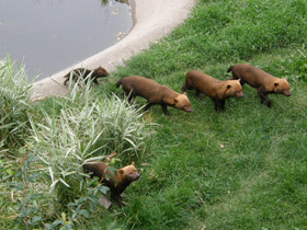 Фото Кустарниковая  собака