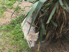 Фото Американская лисица