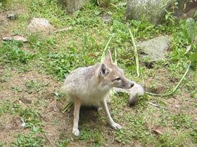 Фото Американская лисица