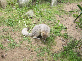 Фото Американская лисица