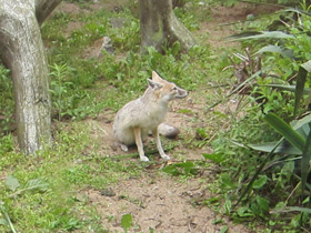 Фото Американская лисица