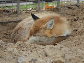 Смотреть фото Приключения Лиса Патрикеевича Фото Приключения Лиса Патрикеевича