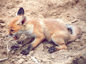 Смотреть фото Лисица Фото Лисица