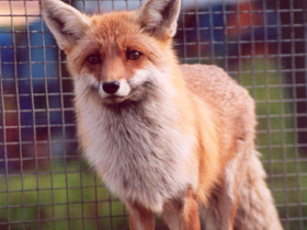 Смотреть фото Приключения Лиса Патрикеевича Фото Приключения Лиса Патрикеевича