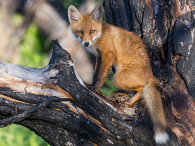 Смотреть фото Как Лис угощал Серого Фото Как Лис угощал Серого
