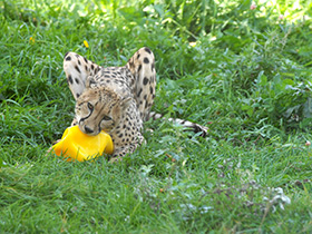 Смотреть фото Гепард Фото Гепард