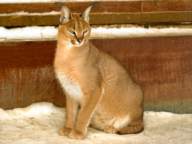 Смотреть фото Каракал Фото Каракал