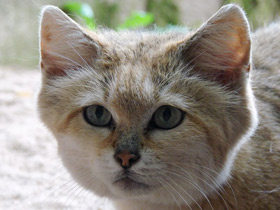 Смотреть фото Барханный кот Фото Барханный кот