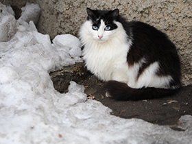 Смотреть фото Самые сонные животные Фото Самые сонные животные