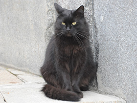 Смотреть фото 10 удивительных фактов о кошках Фото 10 удивительных фактов о кошках