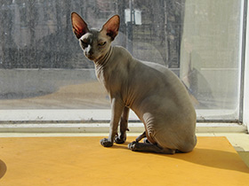 Смотреть фото Как определить возраст животного? Фото Как определить возраст животного?