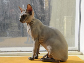 Домашняя кошка Домашняя кошка