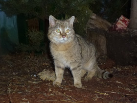 Смотреть фото Лесной кот Фото Лесной кот