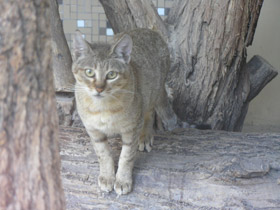 Смотреть фото Лесной кот Фото Лесной кот