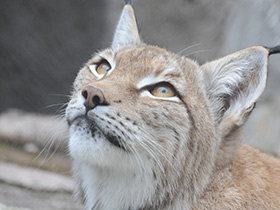 Смотреть фото Европейская рысь Фото Европейская рысь