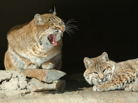 Европейская рысь Европейская рысь