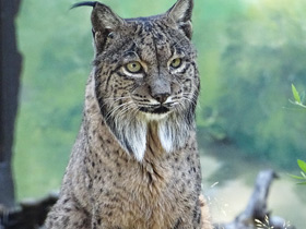 Пиренейская рысь Пиренейская рысь