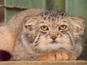 Манул Манул