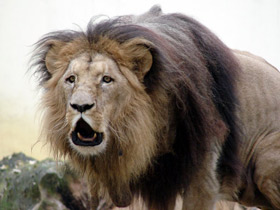 Смотреть фото Ангольский лев Фото Ангольский лев