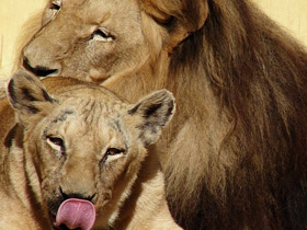 Смотреть фото Ангольский лев Фото Ангольский лев