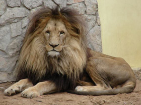 Смотреть фото Ангольский лев Фото Ангольский лев