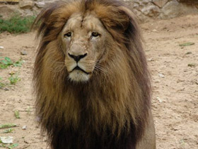 Смотреть фото Ангольский лев Фото Ангольский лев