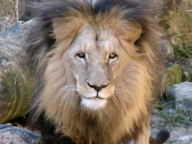Смотреть фото Ангольский лев Фото Ангольский лев