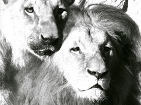 Смотреть фото Ангольский лев Фото Ангольский лев