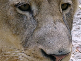 Смотреть фото Трансваальский лев Фото Трансваальский лев