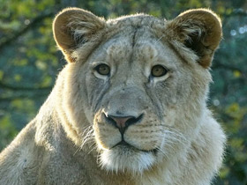 Смотреть фото Трансваальский лев Фото Трансваальский лев