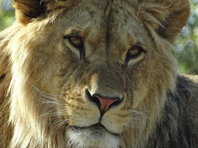 Фото Берберийский лев