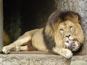 Фото Африканский лев