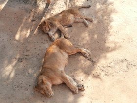 Фото Динго - просто поразительные охотники!