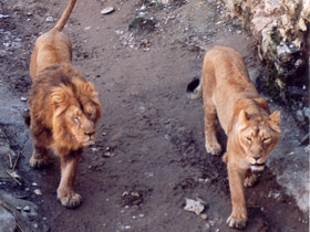 Фото Азиатский лев