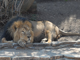 Фото Азиатский лев