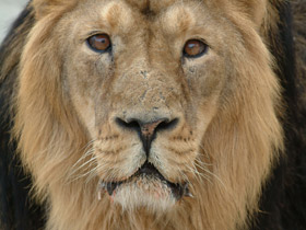 Фото Азиатский лев