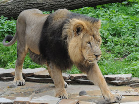 Фото Азиатский лев