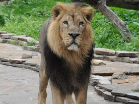 Фото Азиатский лев